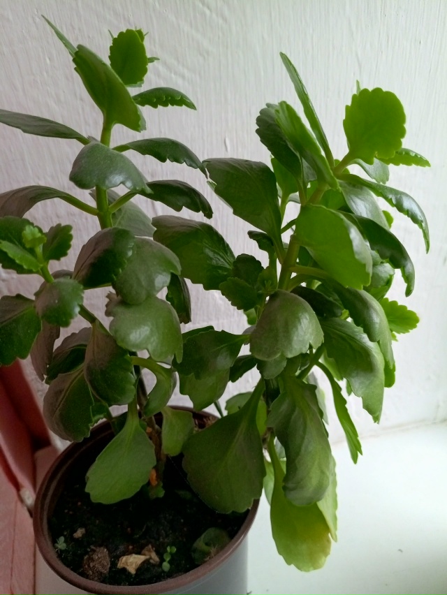 Продам цветы, декабрист 250 руб , фиалка 300 руб, женское с?...