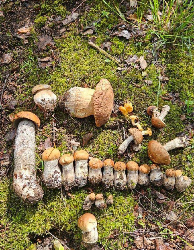 🍄‍🟫 Грибной бум уже начался
Фото из Мытищинского лесопарка
