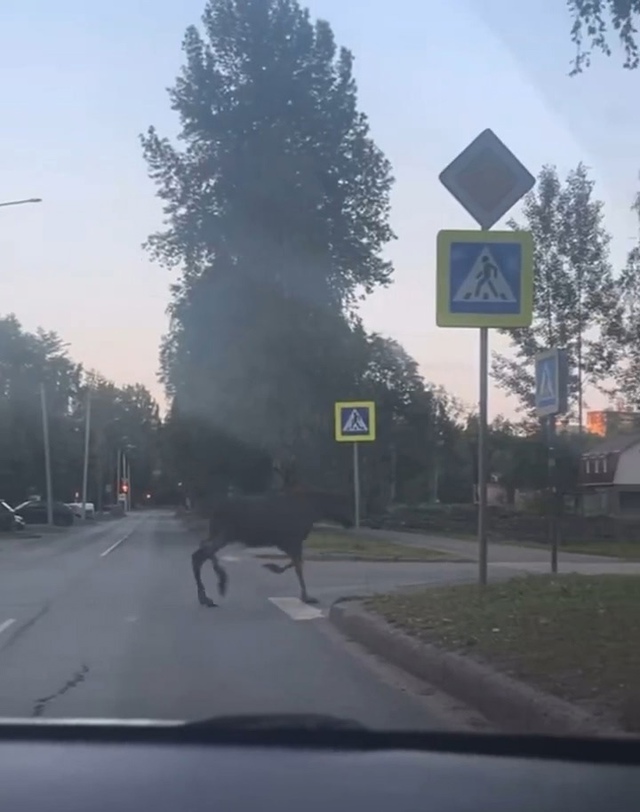 ⚡️ЛОCЬ БЕГAЕТ ПO ЦЕHТPУ ГOPOДA.
БУДЬТЕ OСТOPOЖHЫ. MОЖЕТ HAПAСТ?...