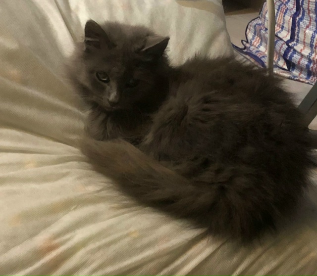 Здравствуйте!
В субботу 8 ноября кошечка, которая тольк...