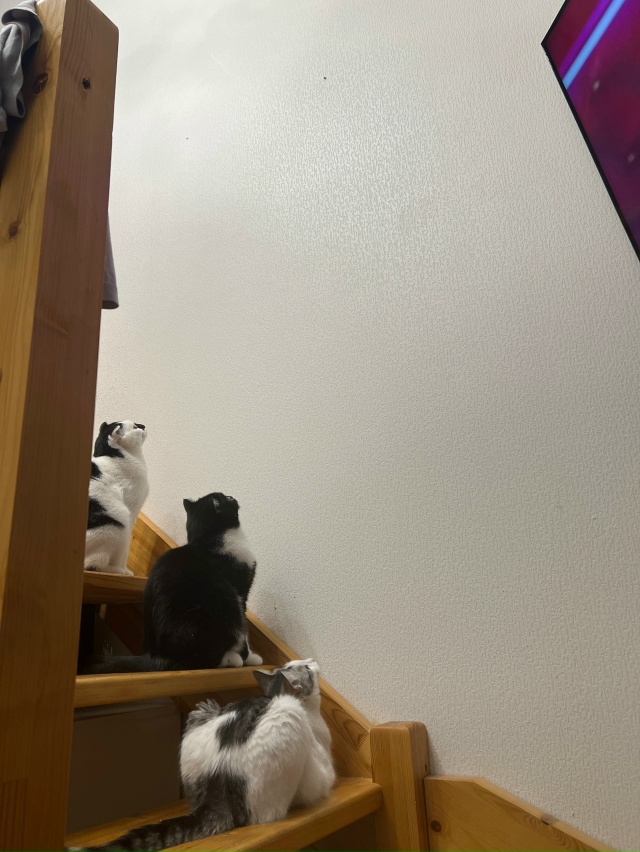 Охота за 🪰