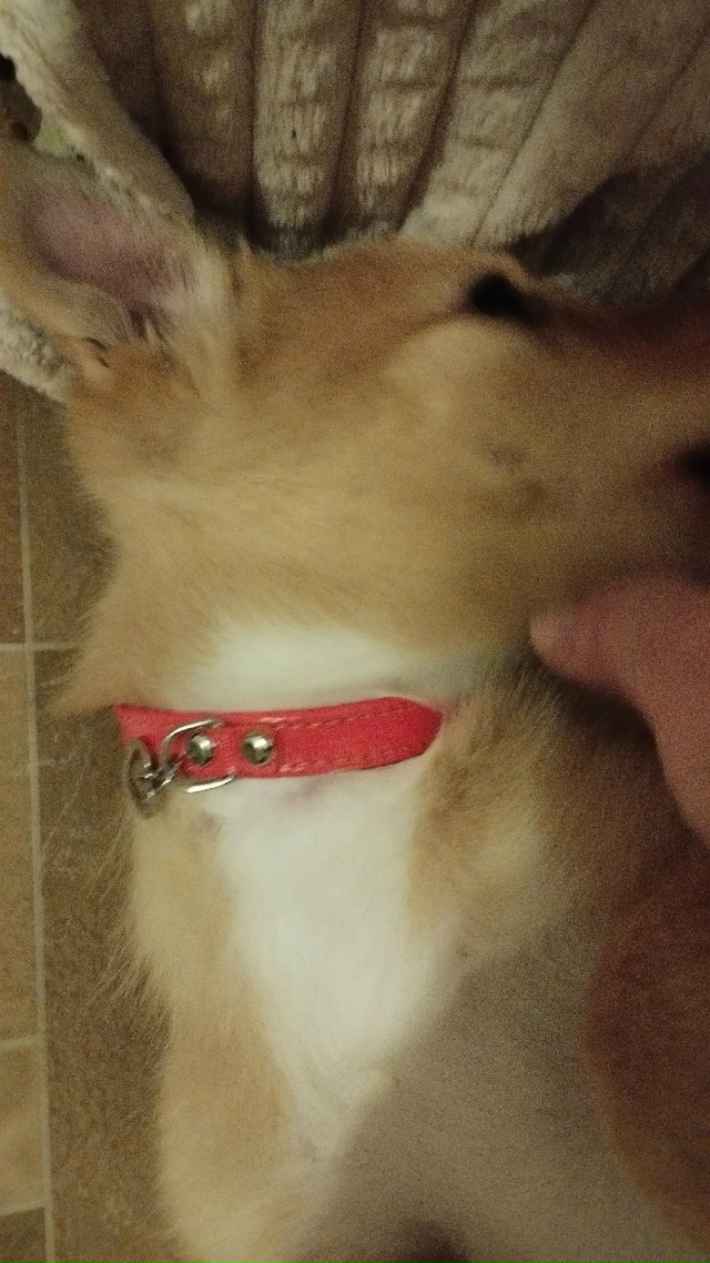 Дочка нашла щенка,может кто то ищет. Сейчас он у нас дом...