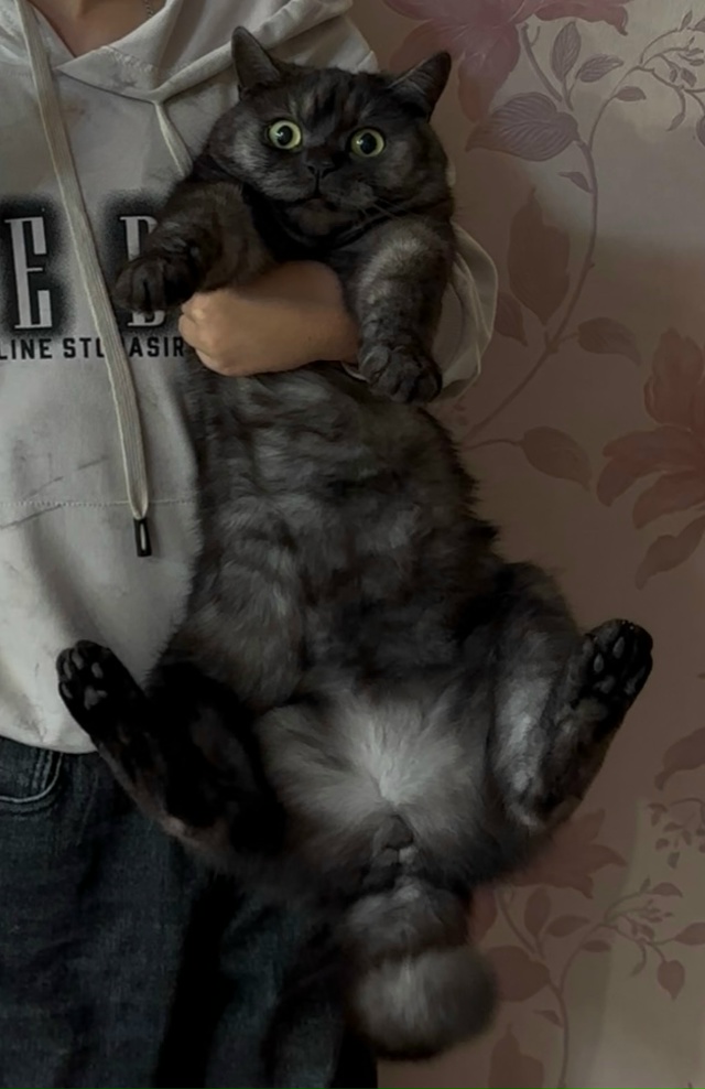 Пропал домашний кот. В районе Загибинской улицы. Может ...