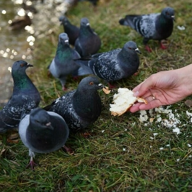 Птицы исчезают из-за климата — миру грозит продовольс?...