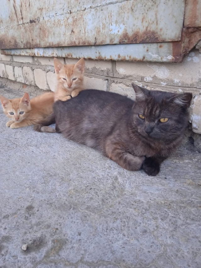 Домашняя кошечка, стерилизована, идёт в любые ?...