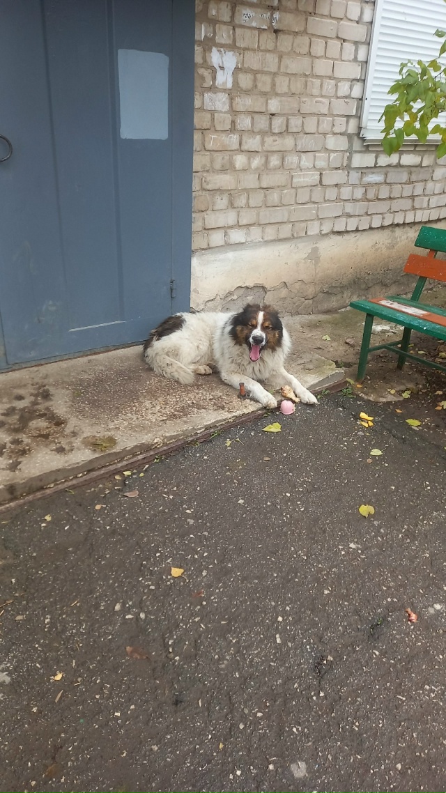 Вот такая собачка бегает по улице Гагарина д2 может кто...