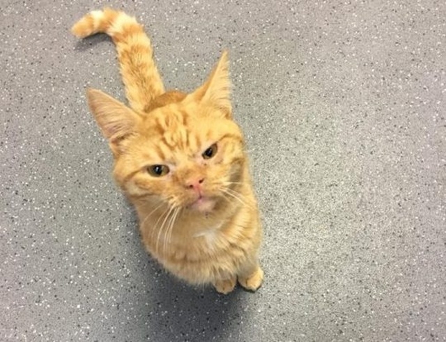 Мне срочно нужен такой кот, который будет бродить за мн...