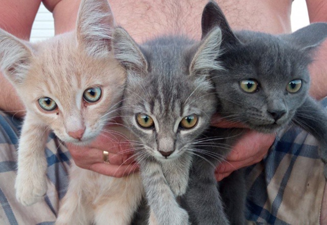 Отдам в добрые руки котят, кошечка и два кота