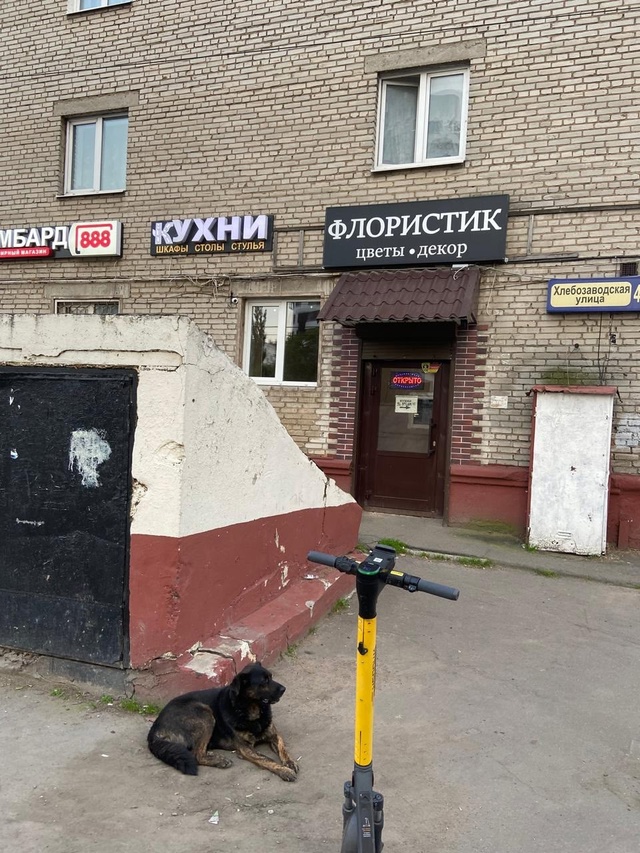 Чей пес???? В строгом ошейнике. Был на Школьной, потом ос?...