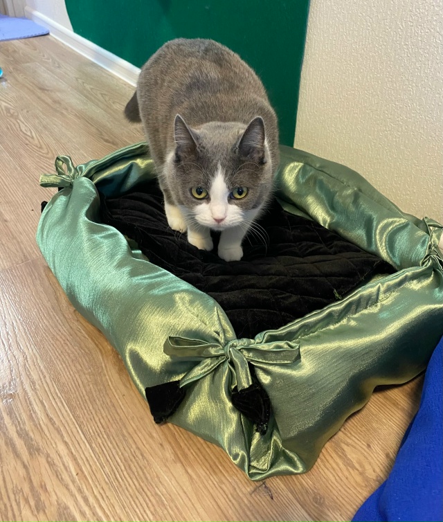 Бляцкая аристократка?
Лежанка сделана мной. Подарю п?...