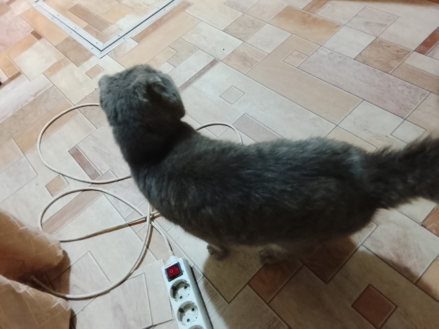 Прибился кот
Слепой, видно что домашний
Себе оставить ?...