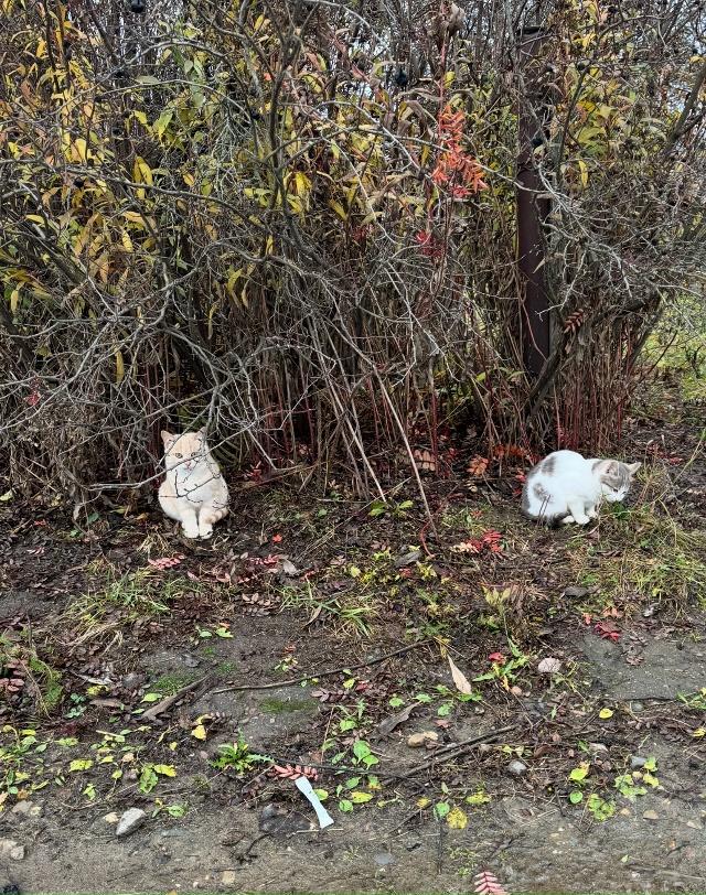 Добрый день. В г. Приволжск ищут дом вот такие красивые ...