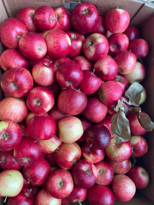 Дорогие друзья! С. КРАСНОУСОЛЬСКИЙ🍎🍐ПРИЕДЕМ НА ЯРМА?...
