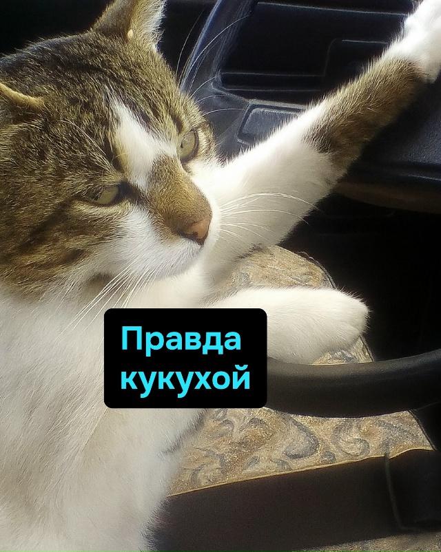 Когда кукуха уезжает, лучше, если она уезжает не одна, а...