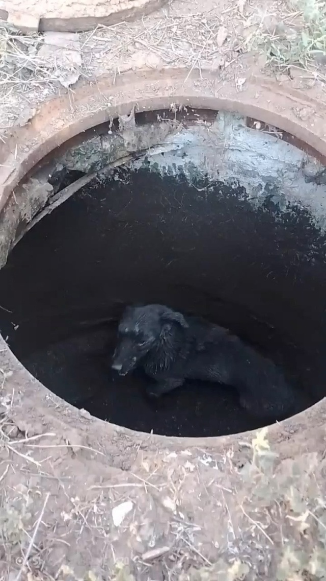 В Тольятти спасли собачку, замурованную в ливневом кол...