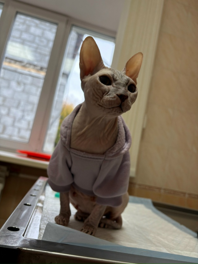 Пару месяцев назад публиковала пост о поиске дома лыси...