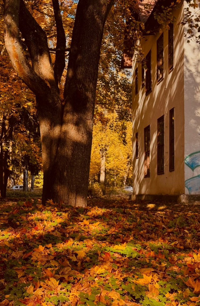 Осень золотая🍁