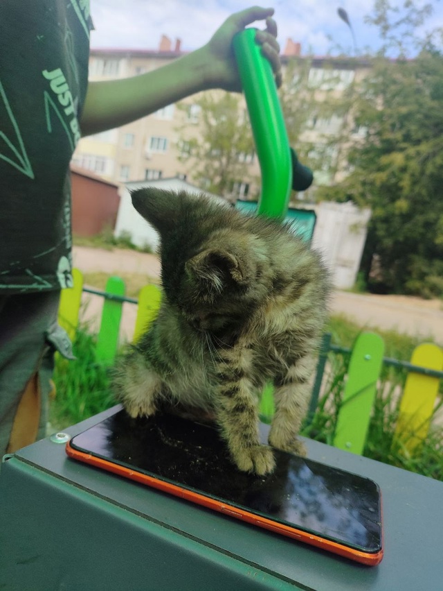 Отдадим маленького котёнка в добрые руки эта девочка