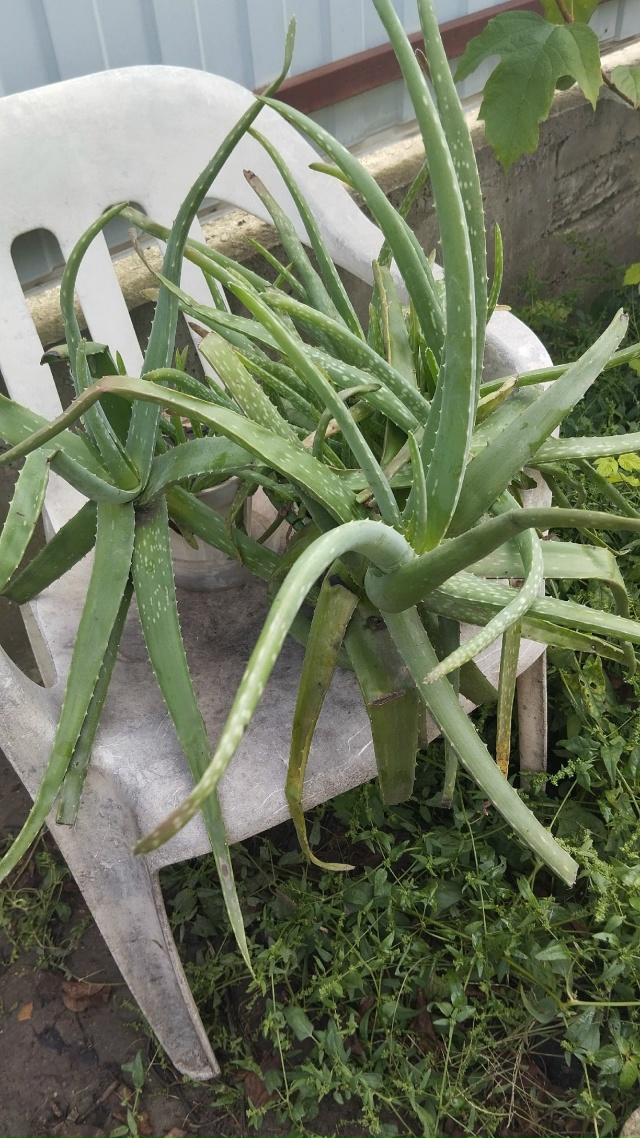 Здравствуйте. Отдам цветок алоэ.