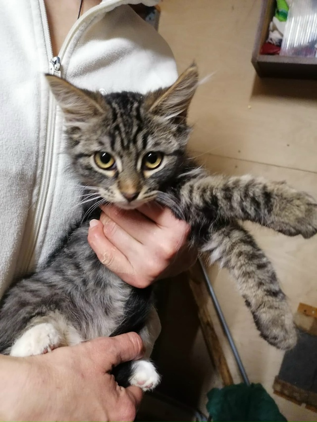 ❓?Может кто возьмет этого котика на доживание? Видно,...