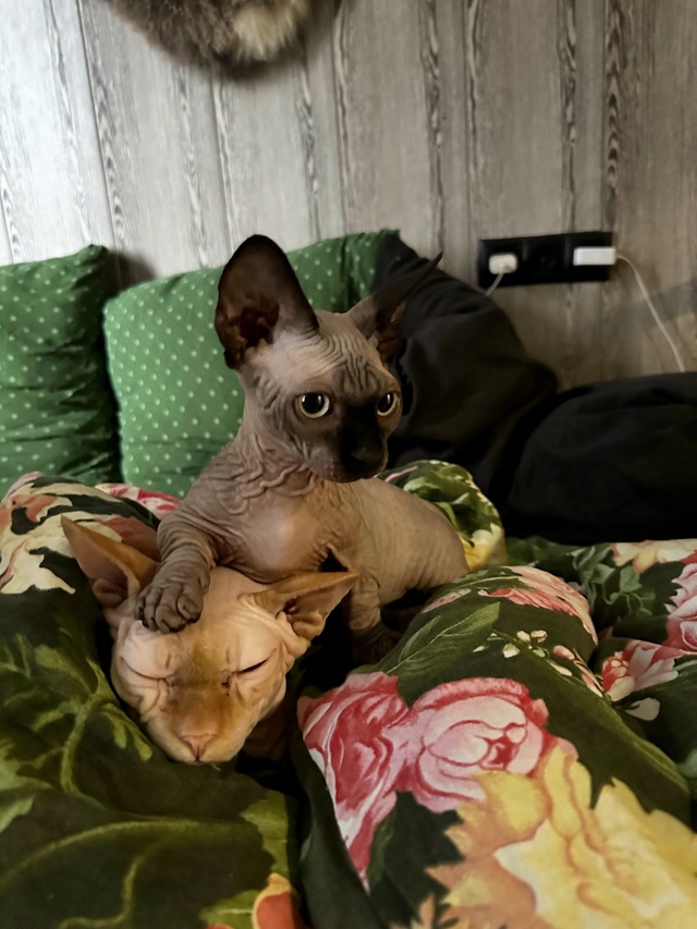 Доминатор Вуйчич и дед Джагернаут