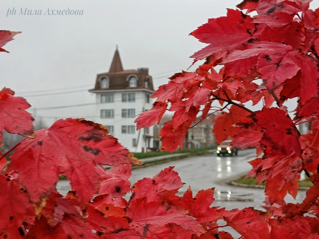 Осен, туманы в городе.
Последние краски осени.🎨
Тихо и...