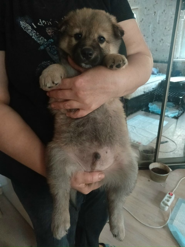 Ищут дом щенки с ахтырского хлебозавода. Все мальчишки...