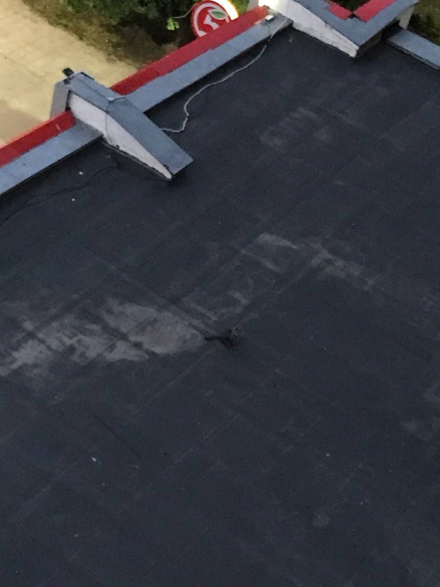 Котенок на крыше
Пятёрочка на Мира 2. Ни у кого не сбежа...