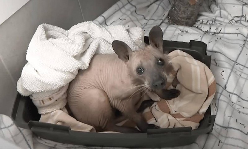 Так выглядит лысый енот — животное полностью потеряло шерсть из-за алопеции, но при этом оно полност