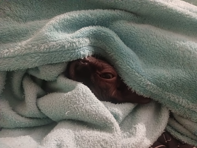 Всратые дети: Хром и Лапочка. Если Хром свой интеллект ?...