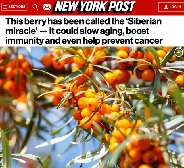 ⚡ Врачи назвали облепиху ягодой, которая продлевает ж?...