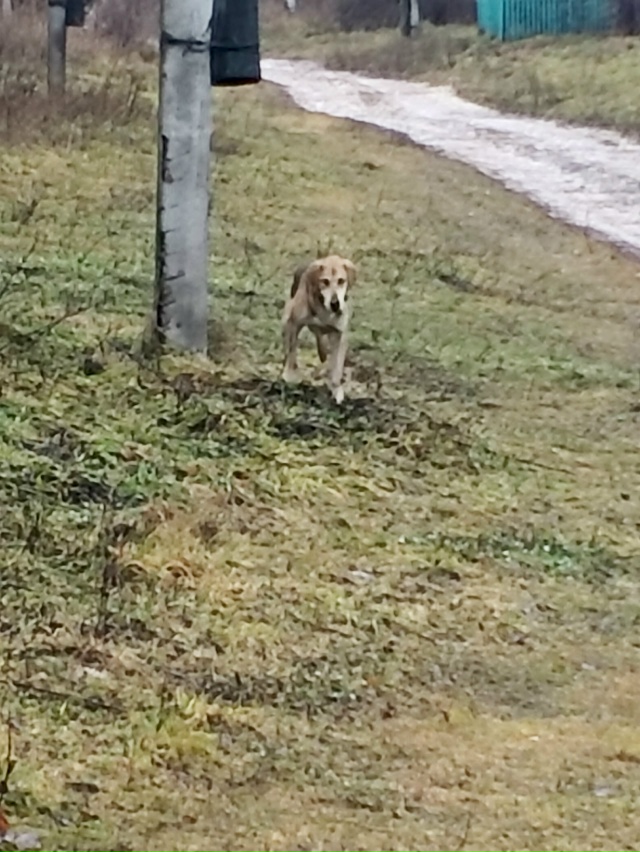 ⁉️ Добрый день, охотники
Бегает собака русская гонча?...