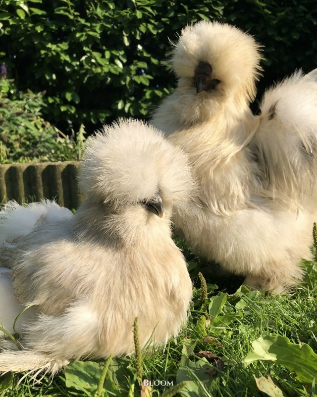 Это китайские шёлковые курочки — одна из самых необыч?...