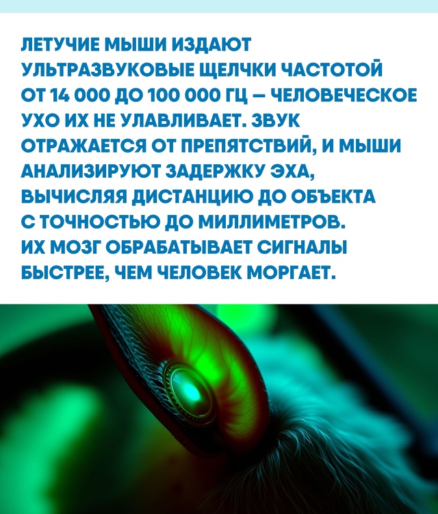 В тропических пещерах, где живут миллионы летучих мыше...