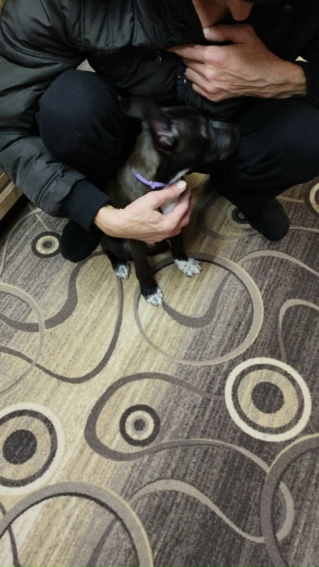 Добрый вечер , в деревне Юрятино , подкинули собаку , ма?...