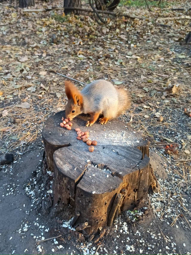 Осенний Воронеж??