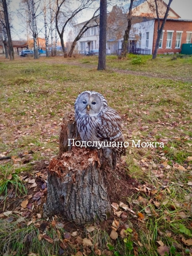‼️ Редчайший кадр
‼️ Сегодня утром у первой школы бы?...