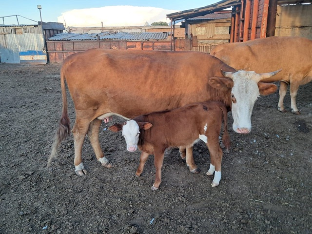 Продаётся КРС 🐄🦬🐂 По все вопросам обращаться по ном...