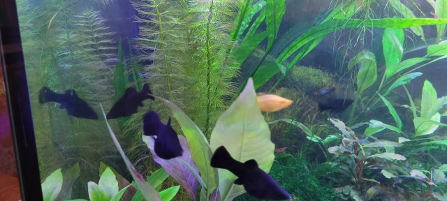 Ищут добрые руки 6 молинезий и один самец-пицилия,шокол...