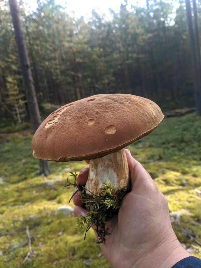🍄 Грибники Псковской области закрывают сезон тихой о?...