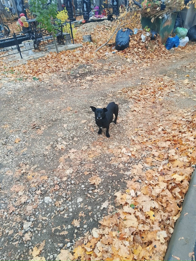 По городскому кладбищу бегает собачка может кто ищет п...