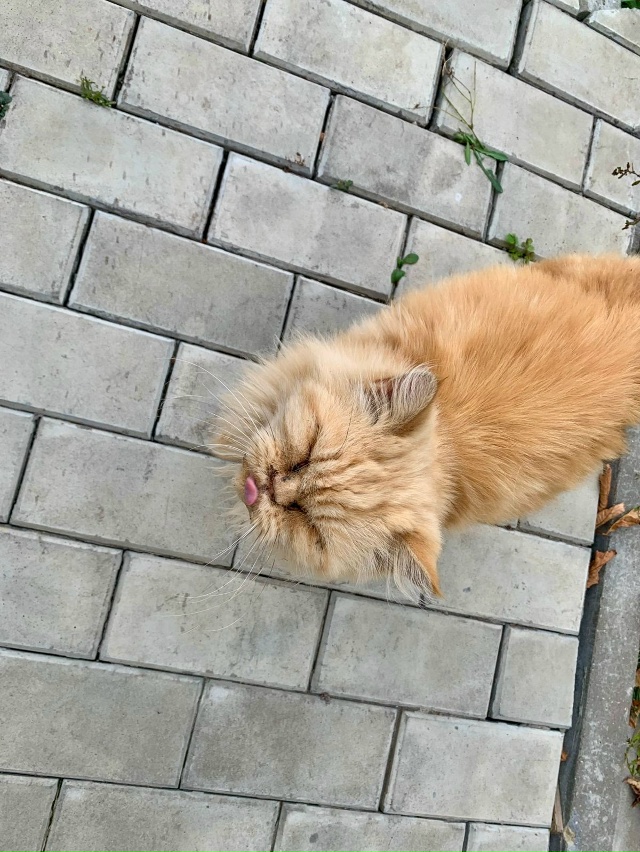 Есть ли желающие,неравнодушных люди, забрать к себе за?...