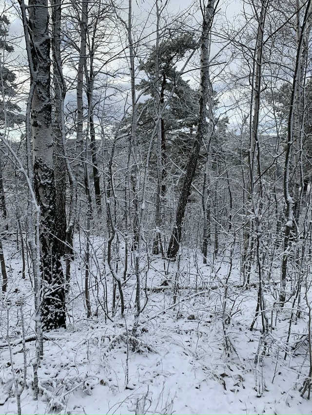 В Жигулевском заповеднике впервые в этом году выпал сн...