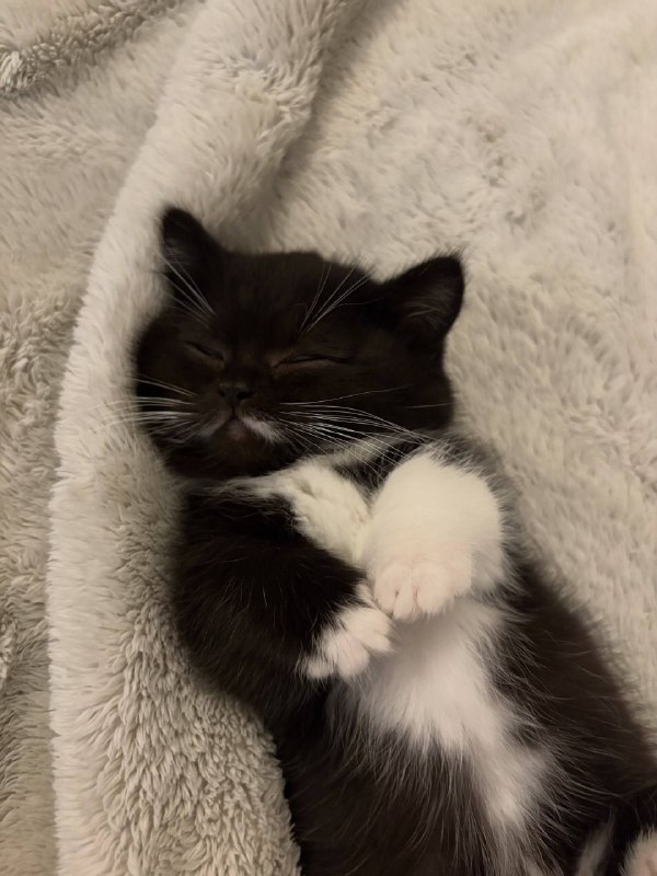 Споть :3
