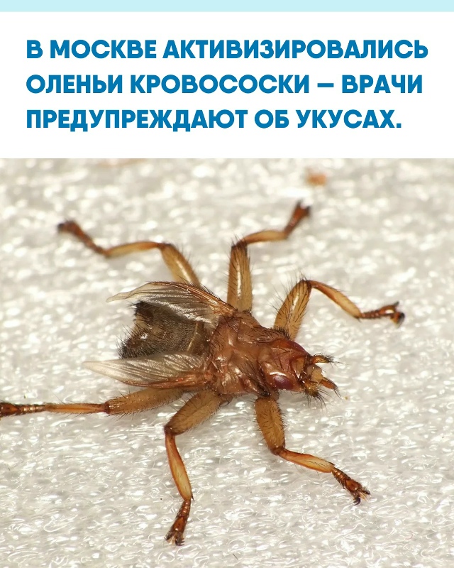Специалисты отмечают рост активности насекомых в лесо...