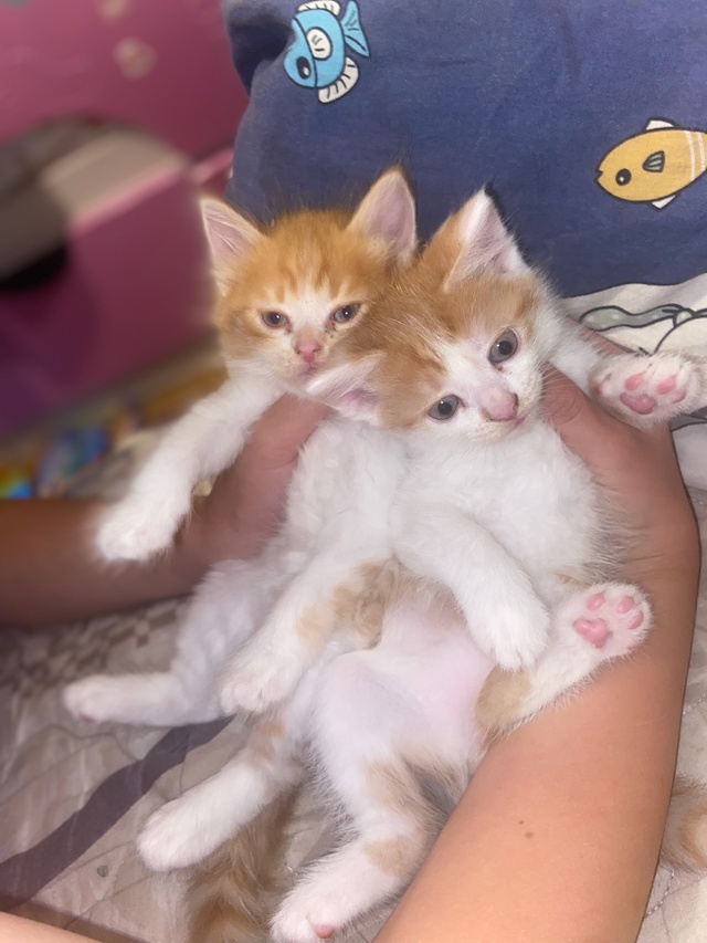 Отдадим котят, девочки 🥹
Очень умные и игривые😉