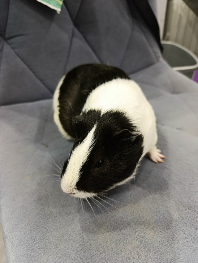 Отдам в дар морских свинок. Мальчики. Покупали в январе...