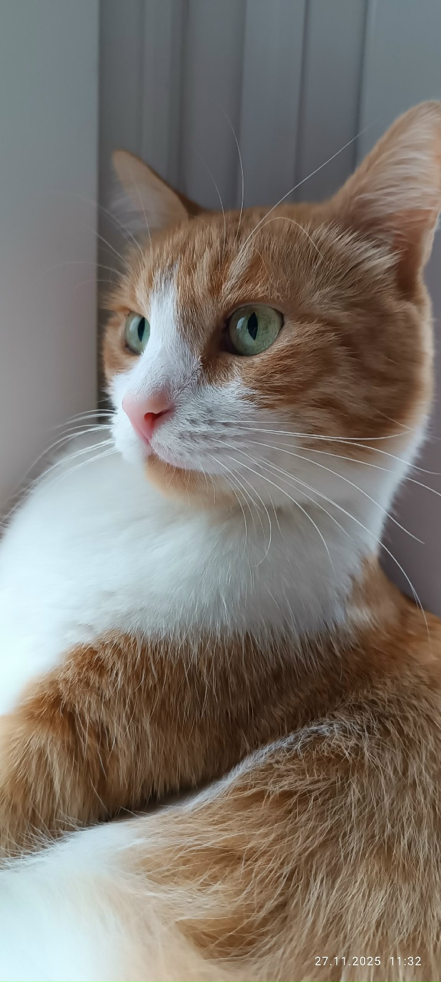 Рыжуля слушает как поют воробушки 🐈🎶