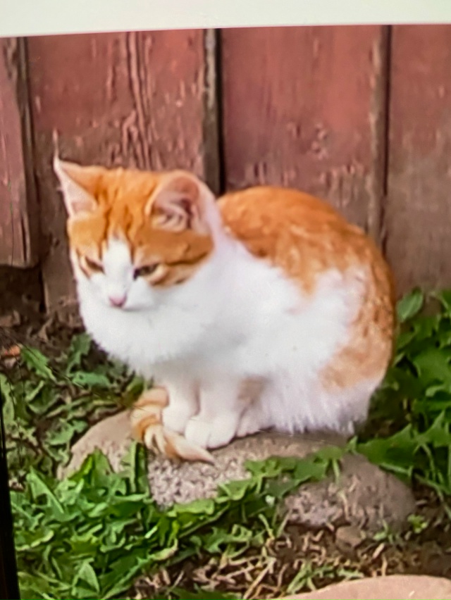 Пристраиваются бездомные котята от кошки -мышеловки . ?...