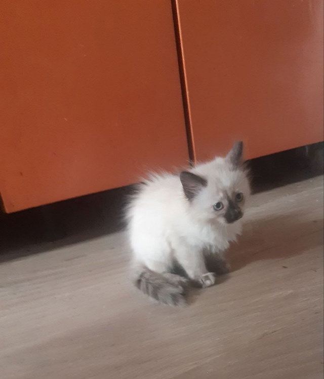 2 дня назад потерялась кошечка. Зовут Буся. если будет и...